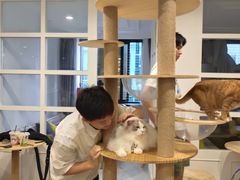 -楼上猫咖(罗湖店)