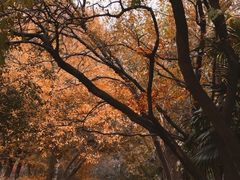 -蜀冈西峰生态公园