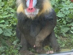 -哈尔滨北方森林动物园
