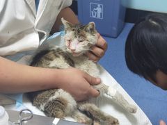-特一安24小时宠物医院·骨科·中兽医
