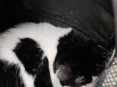 -安安宠医宠物医院·异宠·犬猫内科(岳阳分院)
