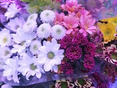 -花鸟鱼虫鲜花绿植市场(玉泉路店)