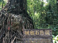 -莫里热带雨林景区