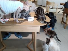 -藏猫猫咖啡主题馆(中央大道店)