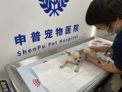 -申普宠物医院·心脏介入·心血管微创(总院)