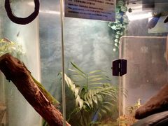 -上海大自然野生昆虫馆(东方明珠·爬宠昆虫探索中心)