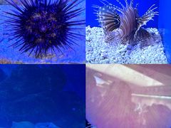 -上海海洋水族馆