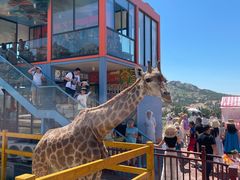 -西霞口神雕山野生动物世界