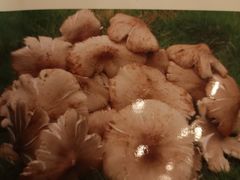 -珍品轩鲜菌火锅(眉山店)
