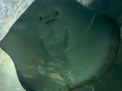 -上海海洋水族馆