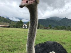 -瑞穗牧场