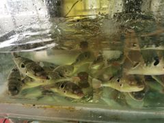 -长廊饭店(锦溪古镇店)