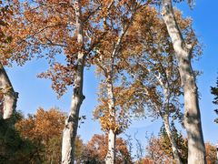 -泰州凤城河风景区-泰山公园