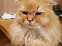 -MOCHA明星猫咖(田子坊店)
