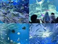 -海合安武汉极地海洋公园