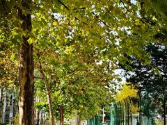 -三里屯东五街银杏大道