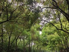 -镇江市南山风景名胜区竹林景区