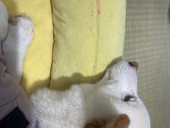 -逗柴咖啡屋·狗咖猫咖宠物桌游