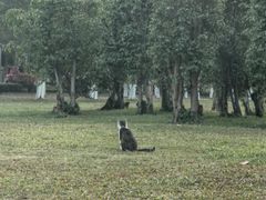 -万绿园