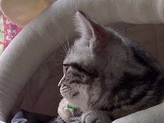 -喵zoo家庭繁育猫舍(尖东智能花园店)