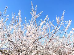 -野鸭湖国家湿地公园