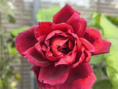 -大水车公馆·顺德菜·妈姐菜(均安店)