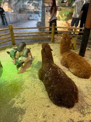 -Zoolung Zoolung动物主题公园(海信广场店)