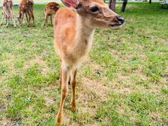 -北京鹿世界主题园