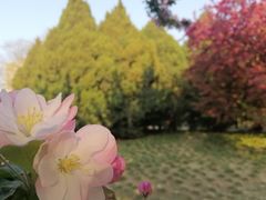 -海棠花溪(元大都城垣遗址公园)