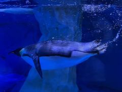 -海合安成都极地海洋公园