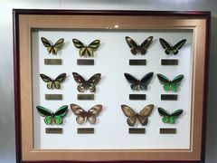 -上海昆虫博物馆