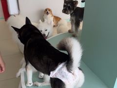 -怪兽屋·羊驼·猫咖·狗咖(俊华广场店)