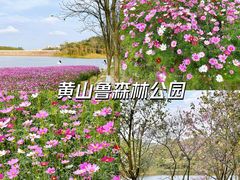 -黄山鲁森林公园