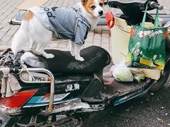 -马文章胖子甑糕(洒金桥店)