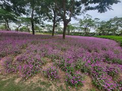 -芒洲湿地公园