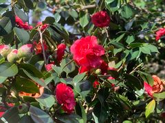 -墨尔本皇家植物园