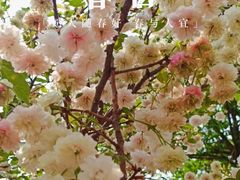 -天适樱花悠乐园