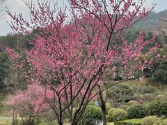 -桃花岭景区