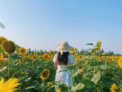 -杭州湾海上花田景区