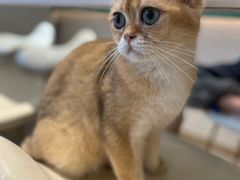 -飞行喵MR PILOT|猫舍·猫咖(静安大融城店)