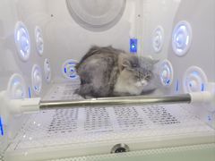 -爱洗澡的猫(望京店)
