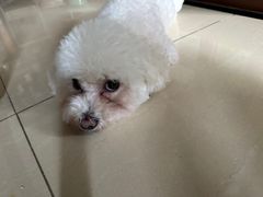 -关爱宠物医院·猫科中心·消化科(滨湖万达分院)