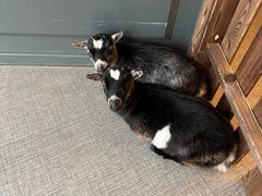 -FAIRYLAND龙族星球主题餐厅(凯丹广场店)