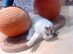 -BABIT巴比特宠物(MOMOPARK店)