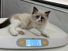 -伟伟宠物医院·CT影像中心·瑞派犬猫综合性门诊(汉口总院)