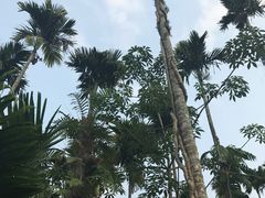-海南槟榔谷黎苗文化旅游区