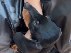 -帕帕拉兹宠物(亚洲旗舰店)