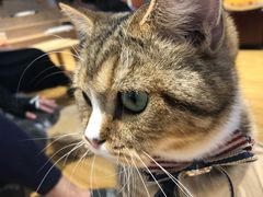 -啵啵喵·猫咖(攀华国际店)