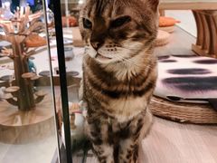-飞行喵MR PILOT|猫舍·猫咖(静安大融城店)
