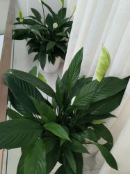 -悟空祛痘·诺奖技术专业店